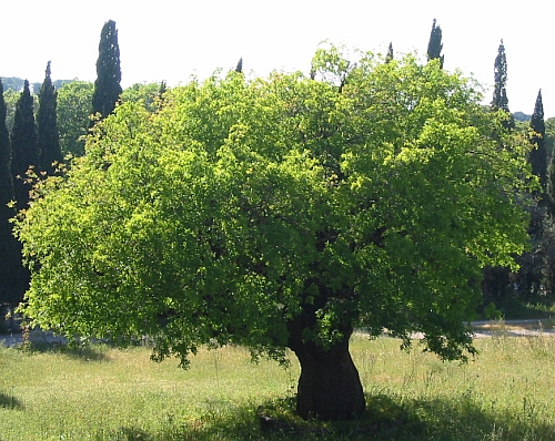500-Baum